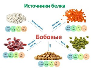 Значение белков в организме