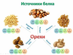 Какие продукты питания богаты белком