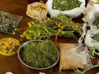 Какие травы помогут похудеть