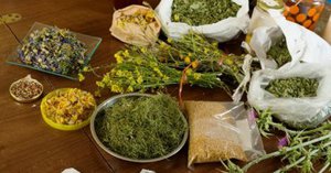 Какие травы помогут похудеть