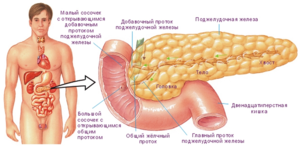 Как правильно питаться
